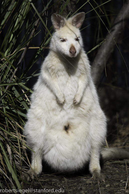 wallaby